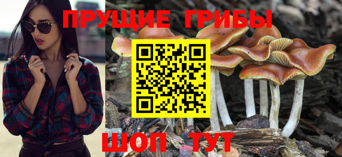 Псилоцибиновые грибы GOLDEN TEACHER Усолье-Сибирское